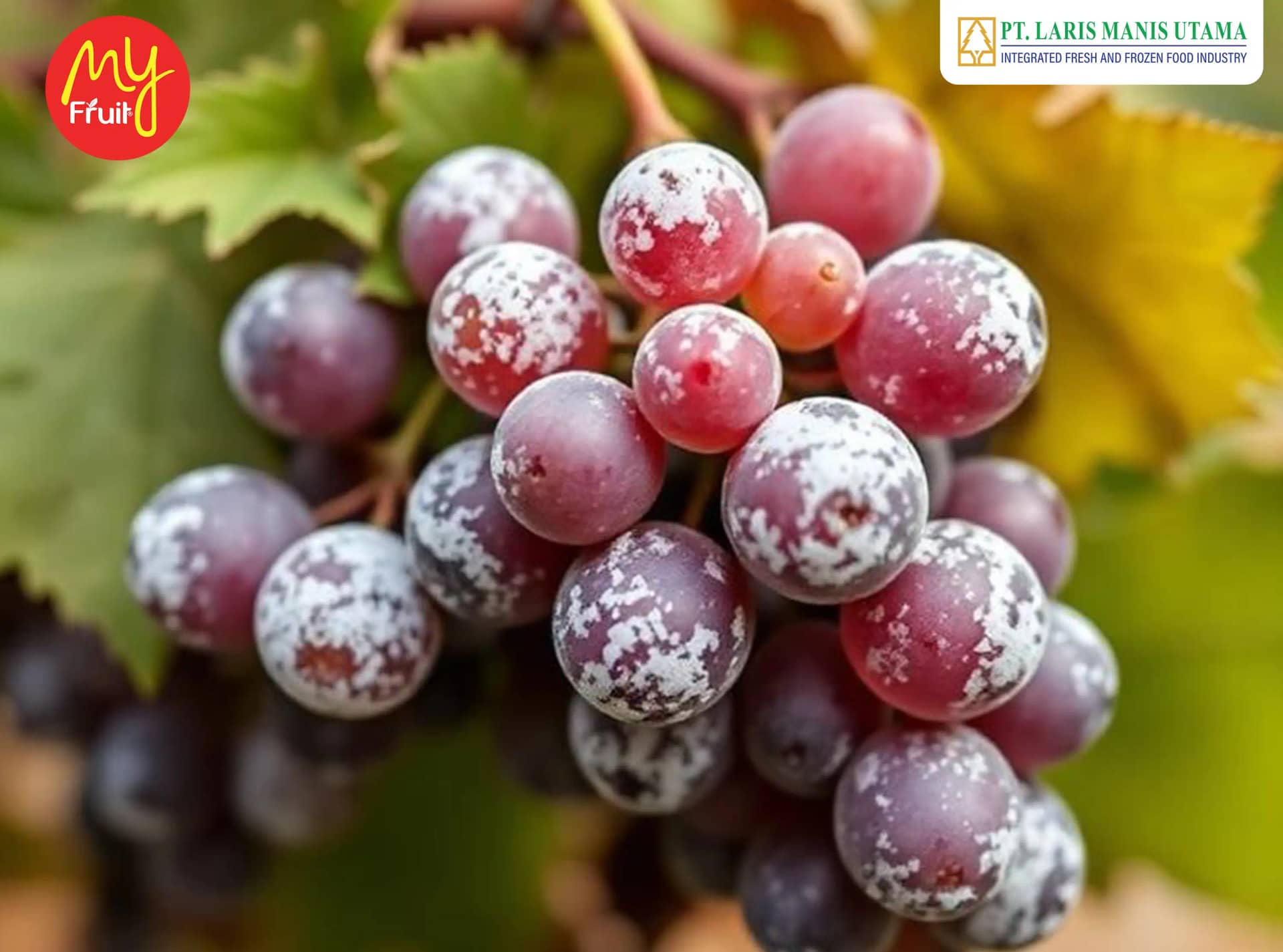 Rahasia di Balik "Bedak Putih" pada Anggur: Standar Quality Control Distributor Buah Import