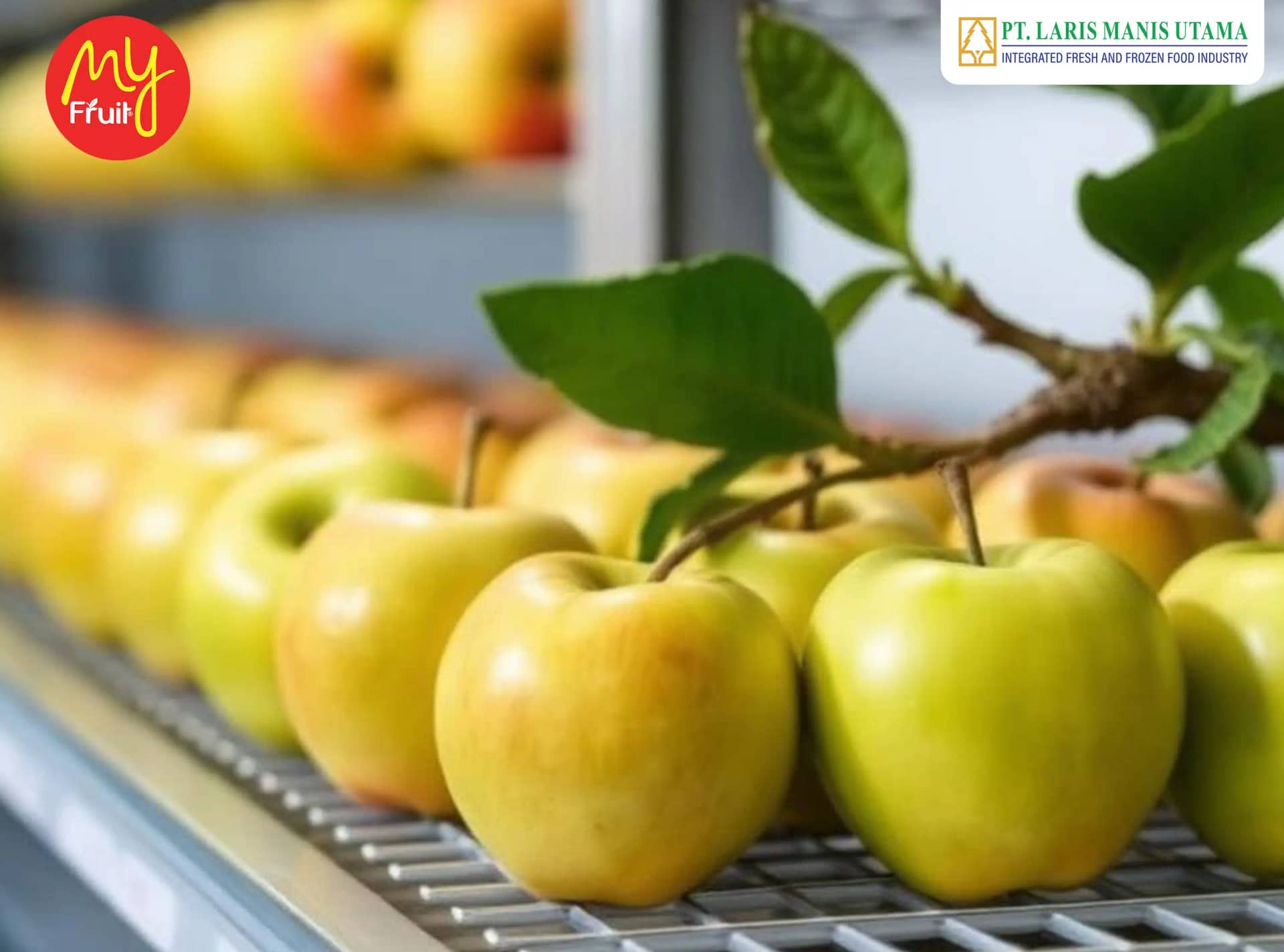 Rahasia Apel Tetap Renyah Selama Setahun: Teknologi "Tidur Panjang" dalam Logistik Global