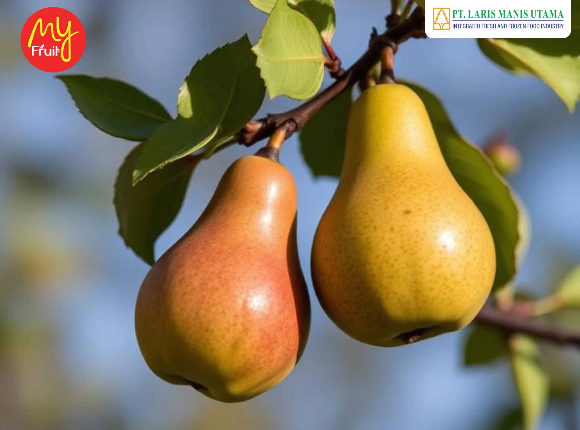 Bukan Sekadar Manis, Ini Data Mengapa Buah Pir Packham dan Century Menjadi Komoditas Wajib Bagi Retailer Indonesia