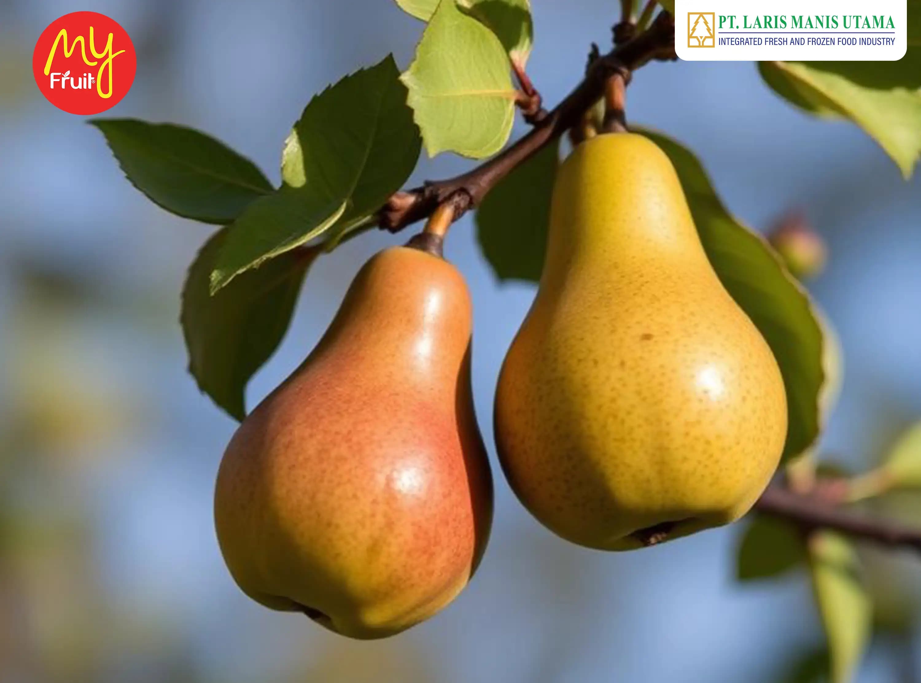 Bukan Sekadar Manis, Ini Data Mengapa Buah Pir Packham dan Century Menjadi Komoditas Wajib Bagi Retailer Indonesia